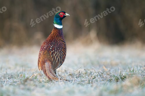 Preview: Pheasant