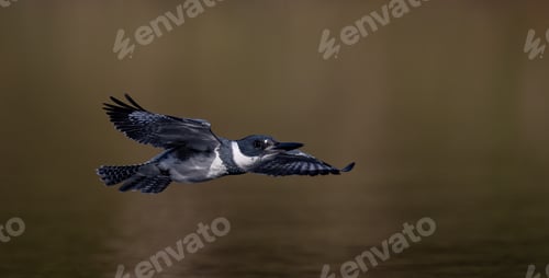 Preview: Belted Kingfisher Fishing in Florida