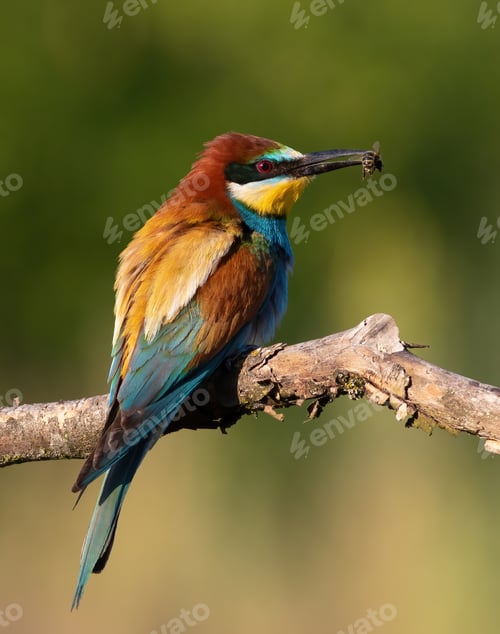 Preview: European bee-eater, Merops apiaster. A bird sits on a branch with a prey in its beak