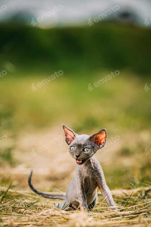 Preview: Funny Young Gray Devon Rex Kitten In Grass. Short-haired Cat Of English Breed. Sweet Devon Rex Cat