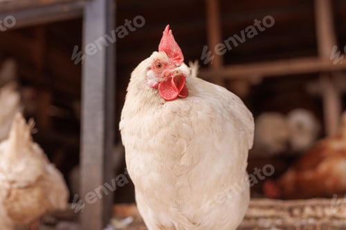 Preview: chicken close-up of an eco-poultry farm in winter, free-range chicken farm
