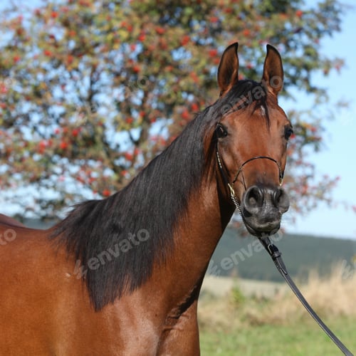 Preview: arabian, horse, mare, stallion, riding