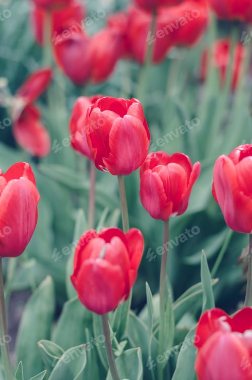 Preview: Beautiful red tulip plantation