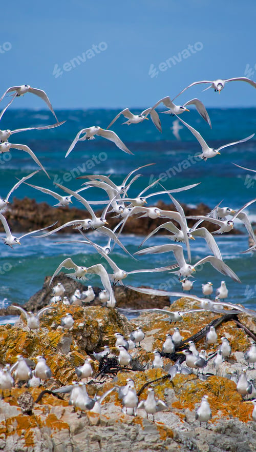 Preview: Greater Crested Tern, Walker Bay Nature Reserve, South Africa