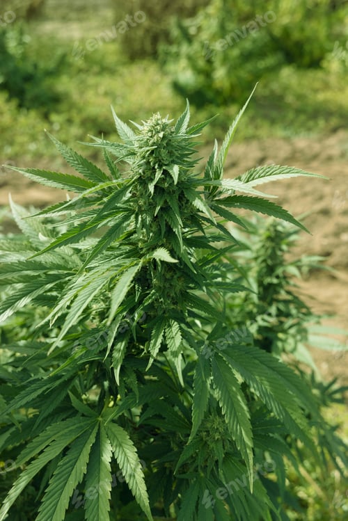 Preview: Blooming ripe Marijuana with Buds and green Leaves. Organic Cannabis Sativa Female Plants with CBD