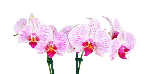 Preview: Orchid Blooms Displaying Pink Stripes on White Petals