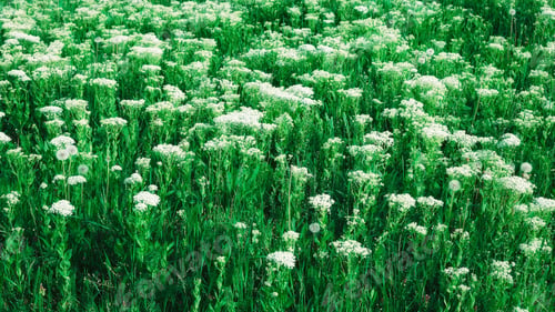 Preview: Green meadow with white wildflowers