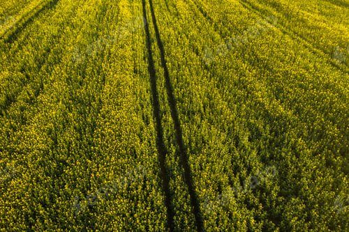 Preview: top view of a yellow rapeseed field after rain in Belarus, an agricultural area.The concept of
