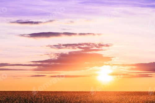 Preview: Sunset Sunrise Over Field Or Meadow. Bright Dramatic Sky Over Gr