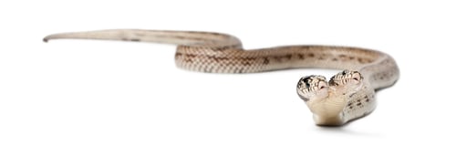 Preview: two headed eastern kingsnake - Lampropeltis getula californiae, white background