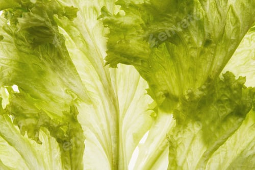 Preview: Green backlit lettuce leaves closeup