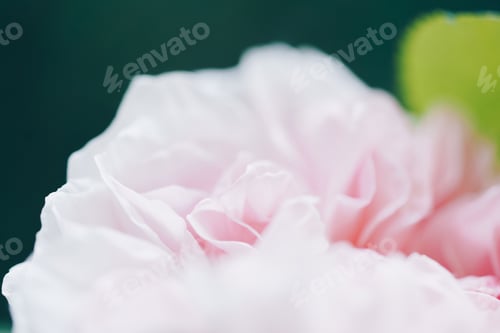 Preview: Defocused blurred pink color roses flowers background. Abstract flower backdrop. Macro of blurred