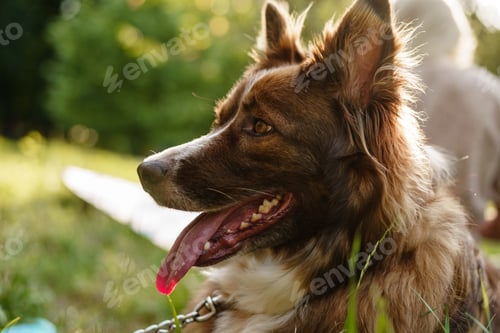 Preview: Young border collie dog on a leash in park