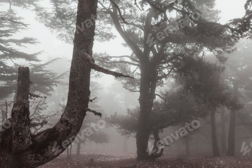 Preview: Fog in the forest