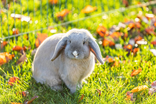 Preview: Closeup shot of a young rabbit on the grass in nature in sunshine