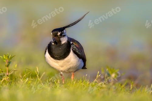 Preview: Northern lapwing in grassland habitat with warm colors