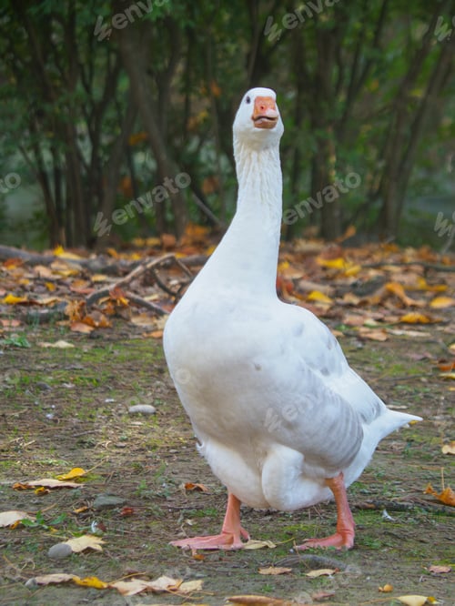 Preview: white goose standing near a pong in Salsomaggiore Italy