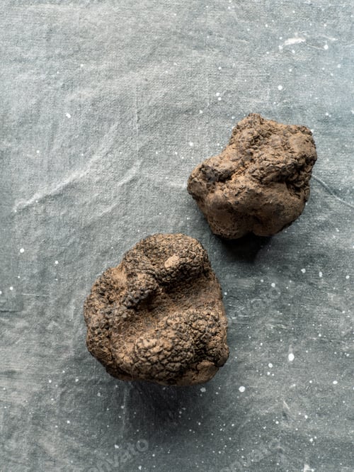 Preview: Black truffle mushroom on gray background