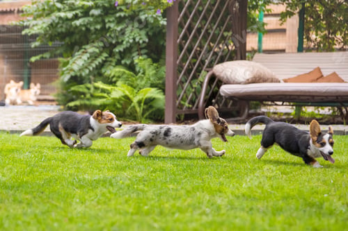 Preview: Welsh Corgi Puppies Playing on Grass with Trees Background
