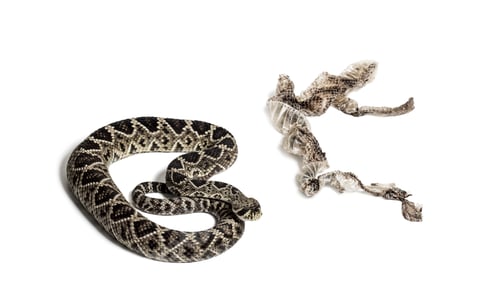 Preview: western diamondback rattlesnake or Texas diamond-back, venomous snake against white background