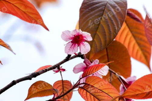 Preview: Prunus cerasoides that bloom beautifully in nature.