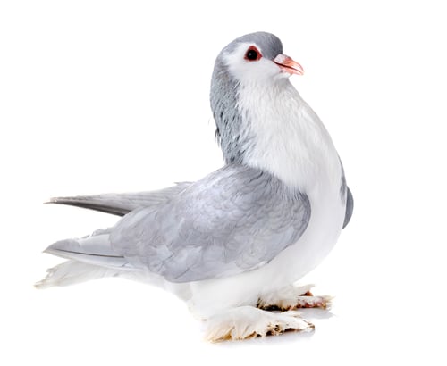 Preview: Lahore pigeon in studio