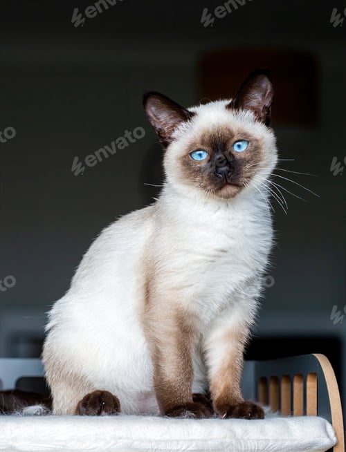 Preview: Cute kitten siamese cat indoor