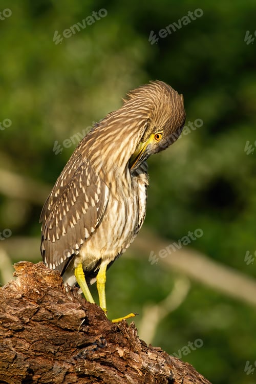Preview: Young black-crowned night heron scratching on wood in summer nature
