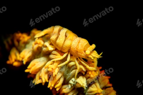 Preview: Yellow Xeno crab on yellow whip coral