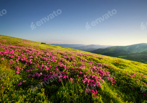 Preview: Mountain landscape in summertime during sunse. Blossoming alpine meadows. Field and mountains.