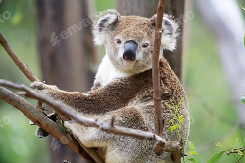 Vorschau: Koala in einem Baum