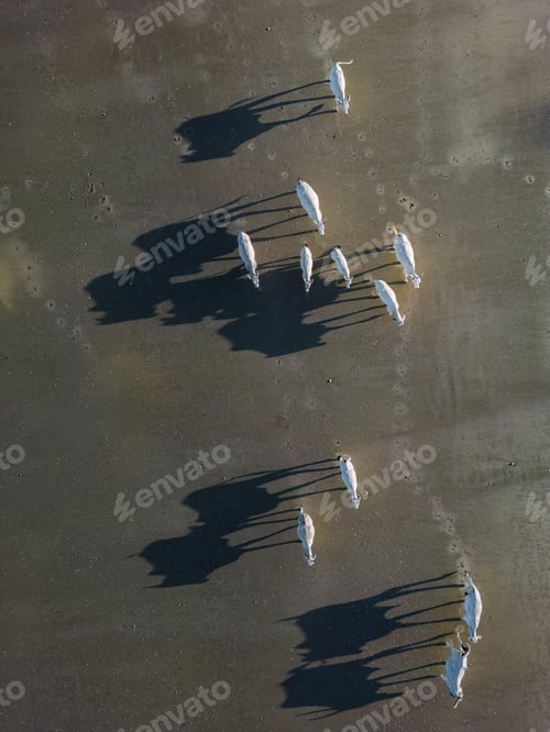 Preview: Cows walking on wet beach by ocean