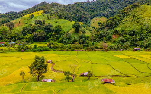 Preview: rice paddy field at Sapan Bo Kluea Nan Thailand