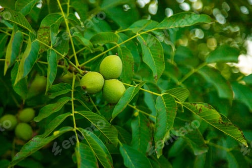 Preview: Green walnuts on the tree. Selective focus.