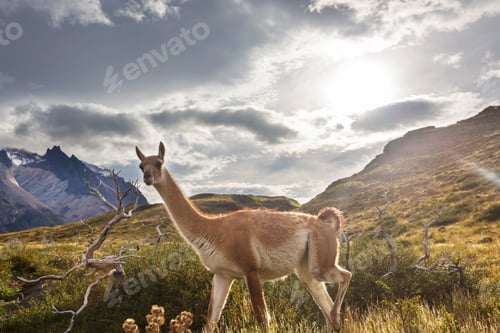 Preview: Guanaco in Torres