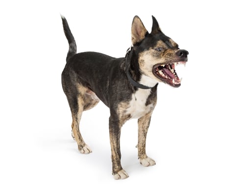 Preview: Funny Dog Mouth Open Bark or Sneeze
