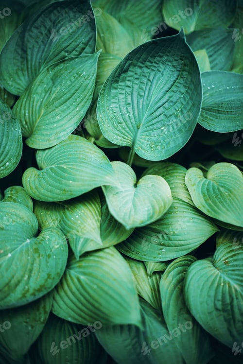 Vista previa: Follaje verde fresco. Fondo de hojas. Telón de fondo verde dinámico para tu diseño. Hoja tropical