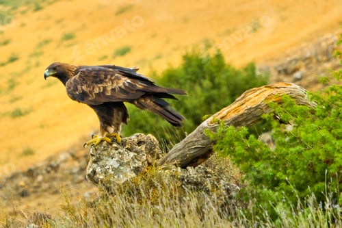 Preview: Golden Eagle, Mediterranean Forest, Spain