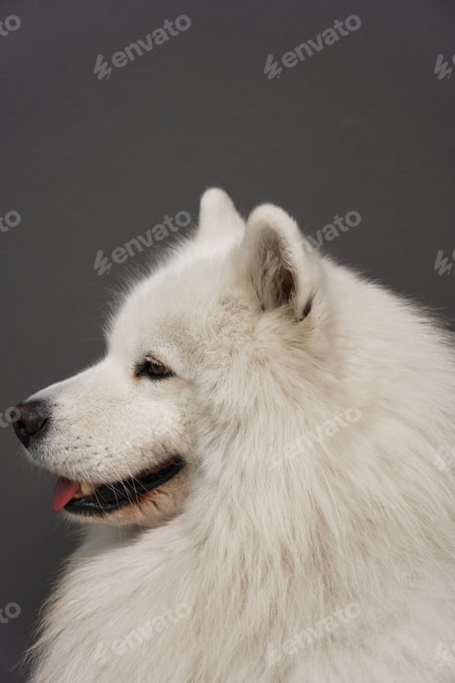 Preview: Close up portrait of beautiful Samoyed dog with white fur