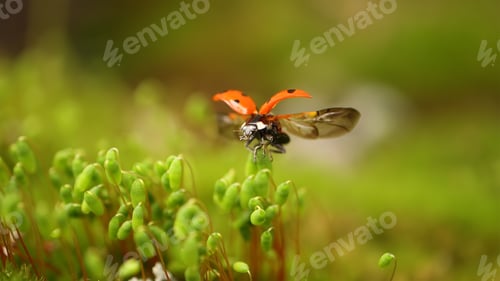 Preview: Close-up wildlife of a ladybug in the green grass in the forest