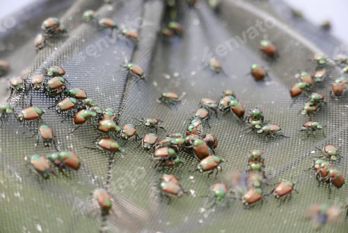 Preview: Selective focus shot of Japanese beetles Popillia japonica