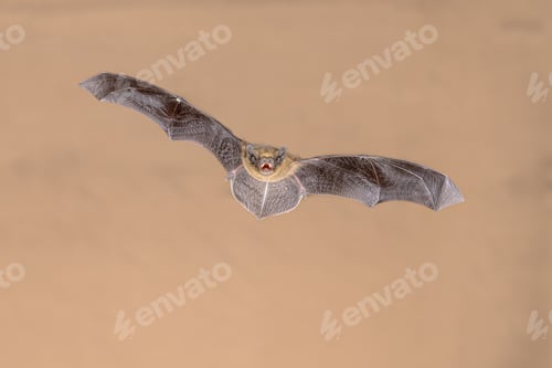 Preview: Flying Pipistrelle Bat on bright background