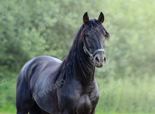 Preview: Portrait closeup of black Spanish horse.