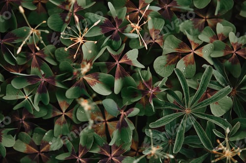 Preview: full frame image of bronze dutch clover covered by water drops background