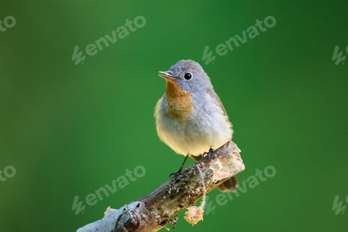 Preview: Red-breasted flycatcher (Ficedula parva)