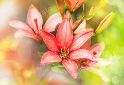 Preview: pink lily flowers on blurred background with bokeh.