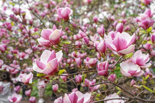 Preview: Magnolia Tree Branch Blossom In Springtime Garden.