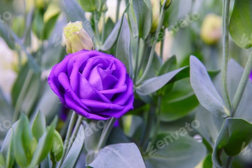 Preview: Beautiful Lisianthus Flowers in the garden