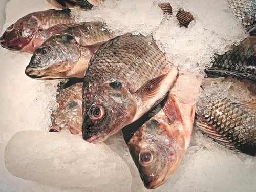 Preview: Group of Fresh Nile Tilapia Fish on Pile of Ice