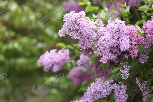 Preview: Purple Lilac Flowers Blooming in a Lush Garden